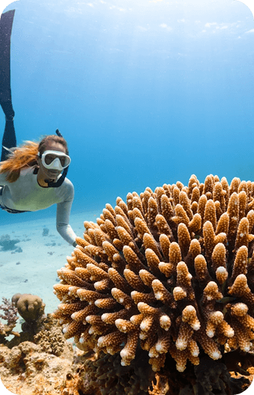 Snorkelling & Diving